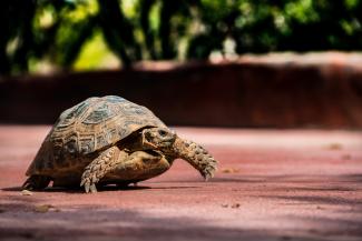 brown and black turtle on brown dirt by Peter Schulz courtesy of Unsplash.