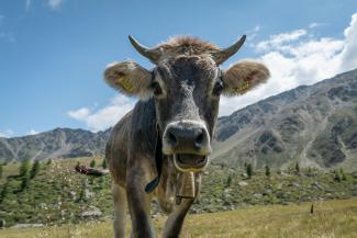 gray cow on grass by Tobias Oetiker courtesy of Unsplash.